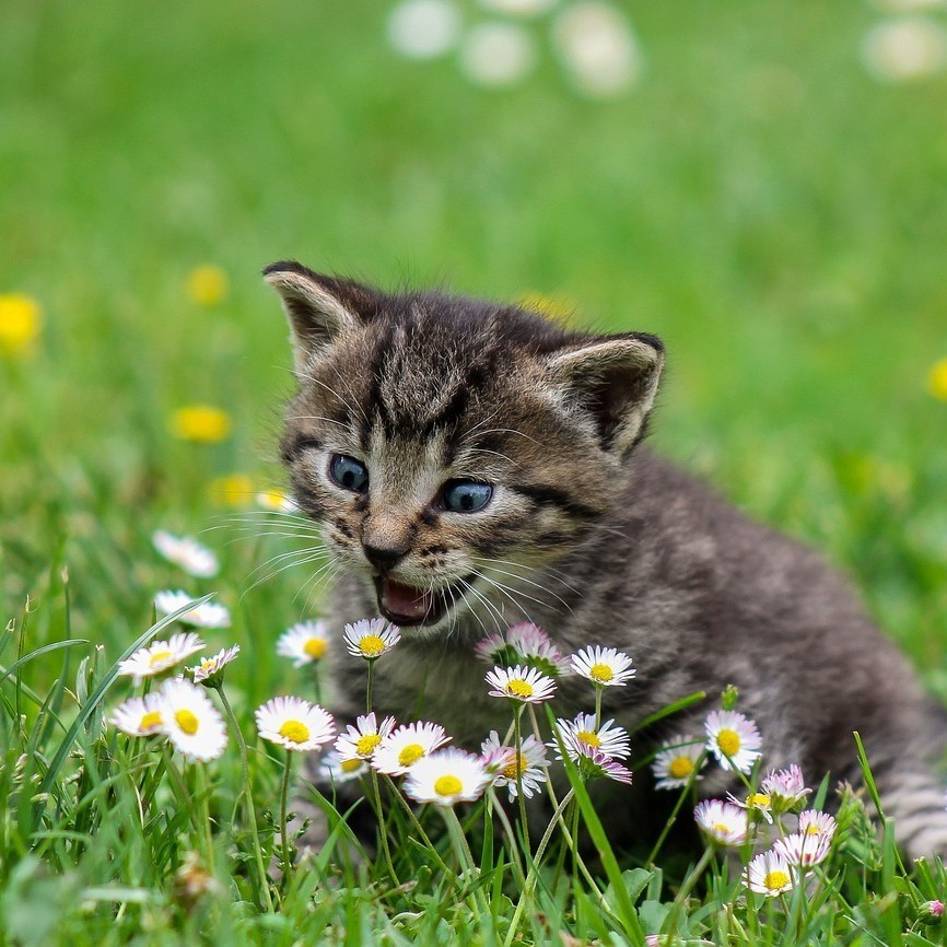 A Cute Kitty.